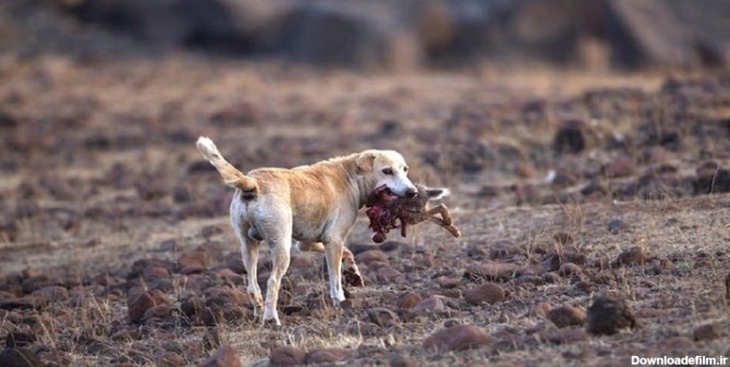 سگ‌های ولگرد در کمین انسان، حیوان و محیط زیست/ عامل مهم انقراض یوز ...