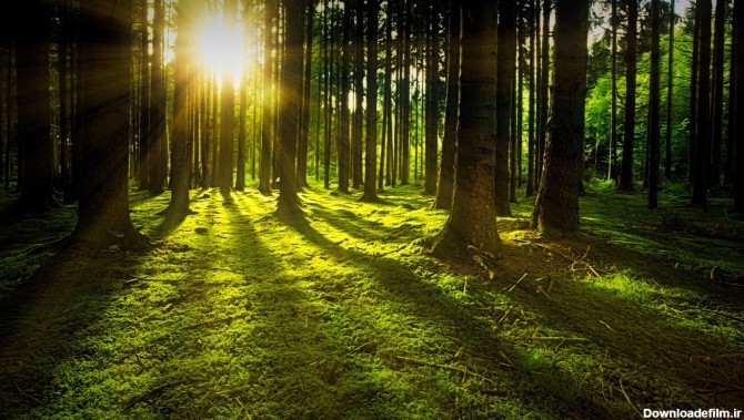 عکس زمینه غروب آفتاب در جنگل پس زمینه | والپیپر گرام