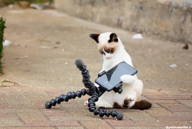 عکس های خنده دار ۵ گربه خانگی در فضای مجازی سوژه شد - اقتصاد ...