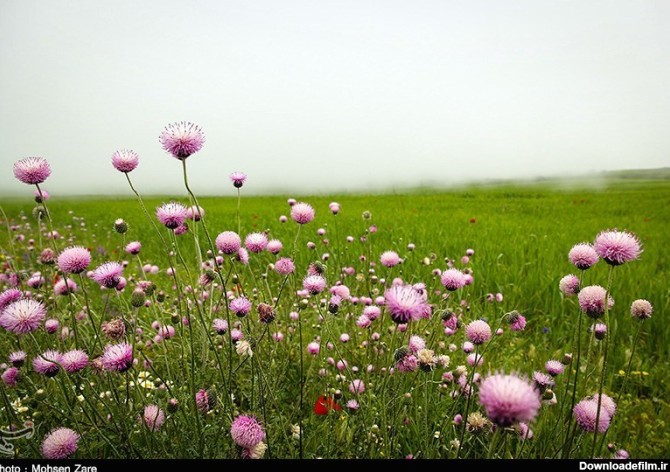طبیعت بهاری اردبیل- عکس مستند تسنیم | Tasnim