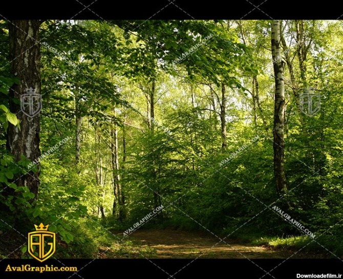 عکس جنگل مرتفع رایگان مناسب برای چاپ و طراحی با رزو 300 - شاتر استوک جنگل - عکس با کیفیت جنگل - تصویر جنگل- شاتراستوک جنگل