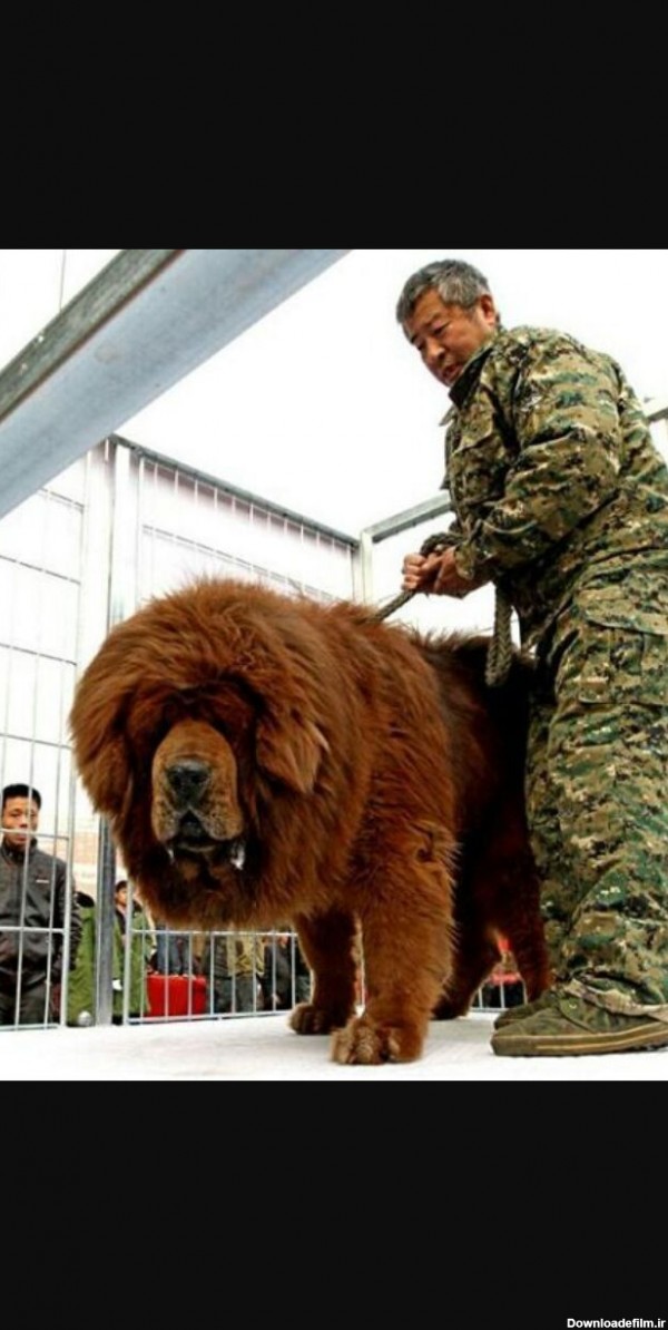 خیلی سگ بزرگ وخطر ناکیه - عکس ویسگون