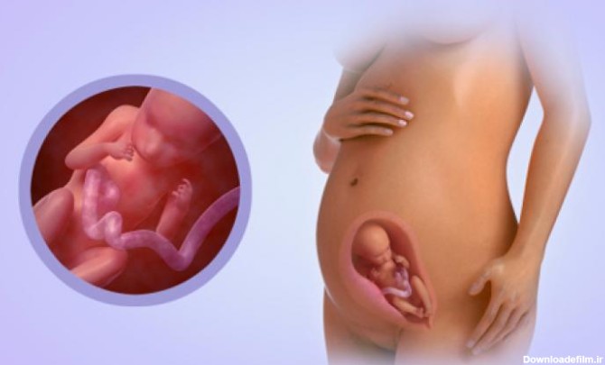 هفته بیست وسوم بارداری 23،وضعیت جنین ومادر،طبیعی،سزارین | دکور پلاس