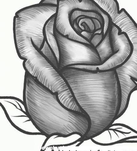 طرح نقاشی گل رز با مداد سیاه ❤️ [ بهترین تصاویر ]