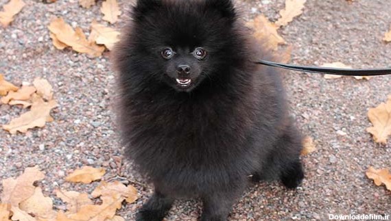 سگ نژاد پامرانین مشکی (سیاه)