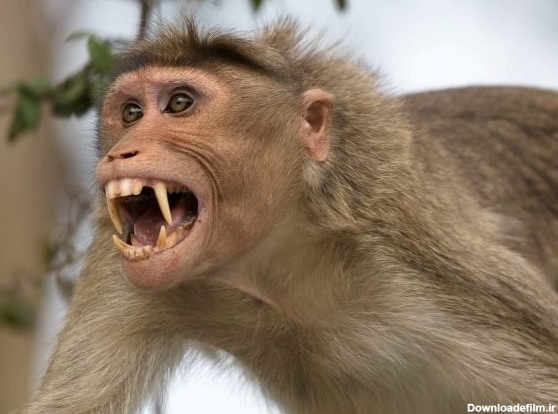 حمله میمون‌های وحشی به شهروندان سیاهکلی - خبرآنلاین