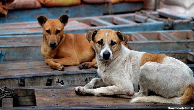 سگ‌های ولگرد، از ترکیه تا ایران | پایگاه خبری تحلیلی انصاف نیوز