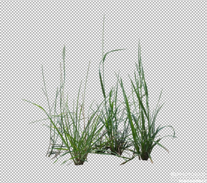 تصاویر رفرنس چمن و علف های هرز Photobash - Grass And Weeds