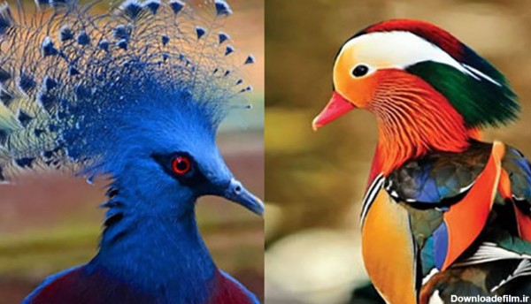 زیبا ترین رنگ آمیزی طبیعی جانواران + عکس