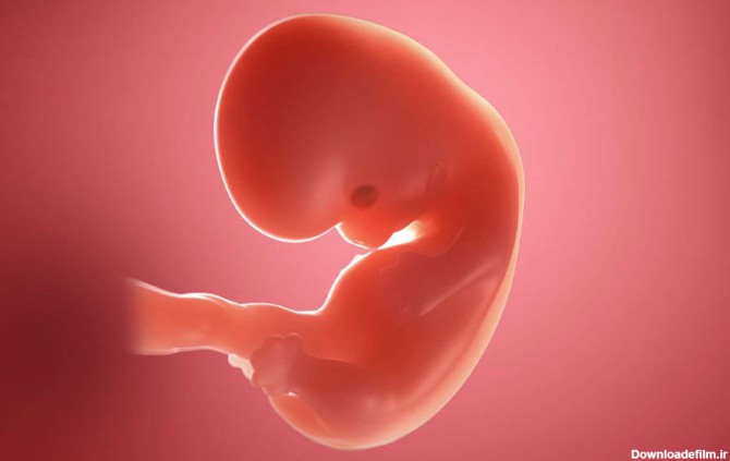 هفته هفتم بارداری چگونه است؟ مادر و جنین چه وضعیتی دارند؟