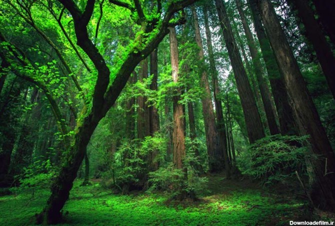بزرگترین جنگل‌های جهان + ویژگی‌ها و تصاویر - ایمنا