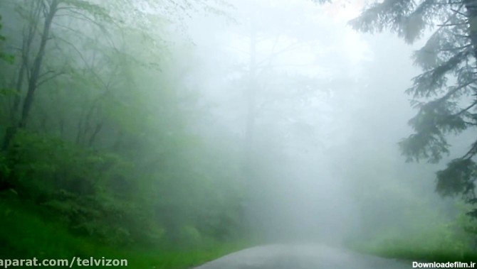 یک ساعت رانندگی در جنگل مه آلود و بارانی | صدای طبیعت / (قسمت 13)