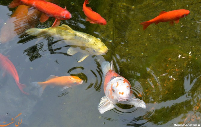 هشدار رهاسازی ماهی قرمز | ماهی قرمز از کجا آمده است | گلد فیش