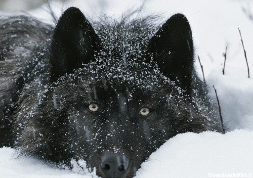 عکس گرگ سیاه در برف