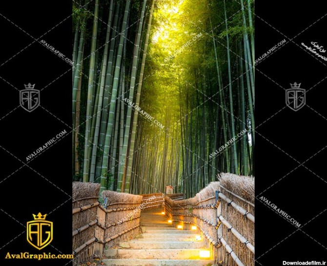 عکس با کیفیت جنگل بامبو مناسب برای طراحی و چاپ - عکس جنگل - تصویر جنگل - شاتر استوک جنگل - شاتراستوک جنگل