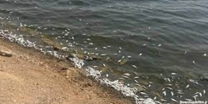 ادامه مرگ ماهی ها در ماهشهر (+عکس) / اختلاف بر سر دلیل