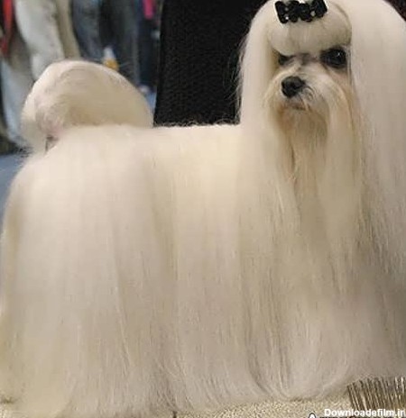عکس سگ سفید پاکوتاه پشمالو