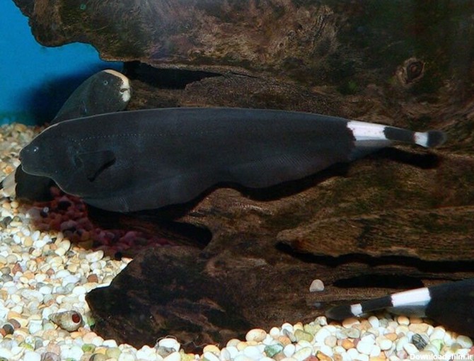 روح ماهی یا روح سیاه ؛ ماهی جالبی که به عقب هم حرکت می کند - پت زیپ