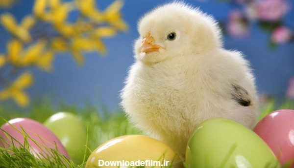 جوجه کوچولو زرد کنار تخم مرغ های رنگارنگ روی چمن