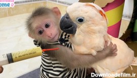 بچه میمون باهوش در غذا دادن به طوطی کمک میکند : کلیپ فان حیوانات