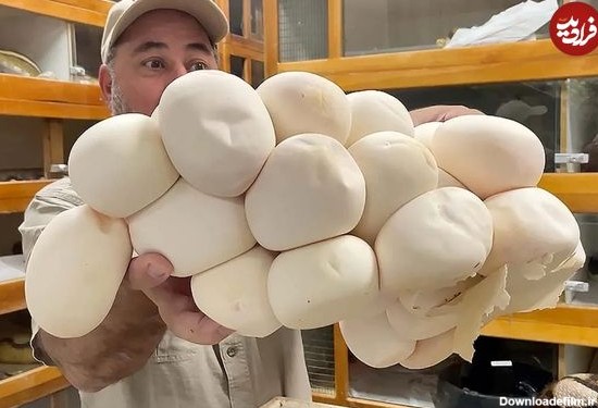 (ویدئو) مزرعه پرورش مارهای غول پیکر؛ فرآیند پرخطر برداشت تخم مار پیتون بزرگ
