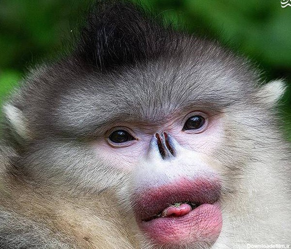 عکس میمون های وحشی