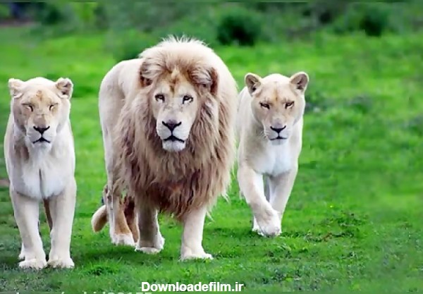 تصاویر سلطان جنگل شیر