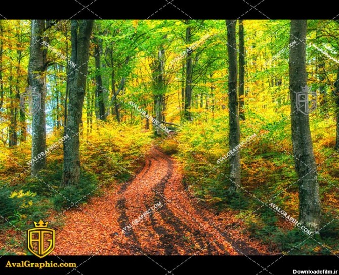 عکس با کیفیت جنگل زرد مناسب برای طراحی و چاپ - عکس جنگل - تصویر جنگل - شاتر استوک جنگل - شاتراستوک جنگل