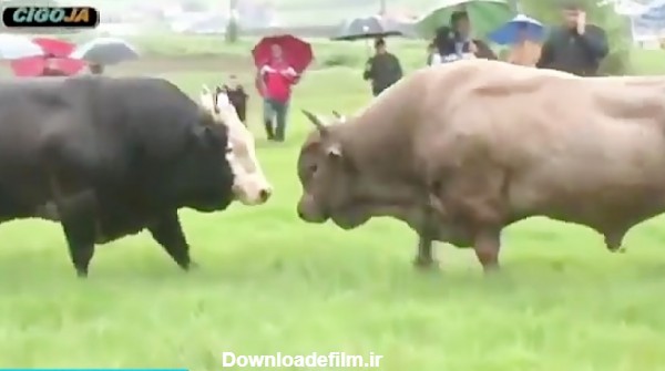 نبرد دیدنی و عجیب بین ۲ گاو بزرگ و غولپیکر