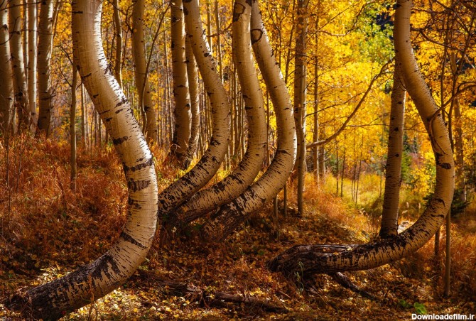 عکس روز نشنال جئوگرافیک | درختان خمیده جنگلی در طبیعت زیبای ...