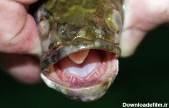 این ماهی‌ ترسناک حتی در خشکی هم زنده می‌ماند/ عکس - خبرآنلاین