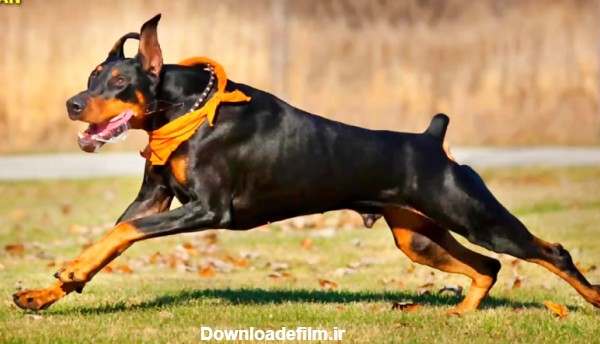 در مورد سگ قدرتمند دوبرمن چه میدانید ؟( سگی اصیل از نژاد آلمان)