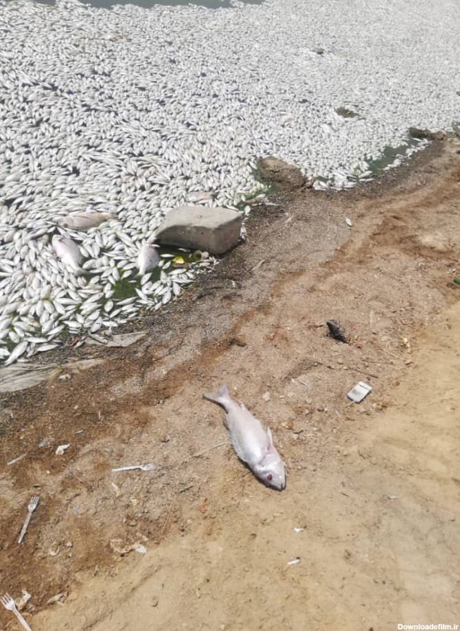 ادامه مرگ ماهی ها در ماهشهر (+عکس) / اختلاف بر سر دلیل