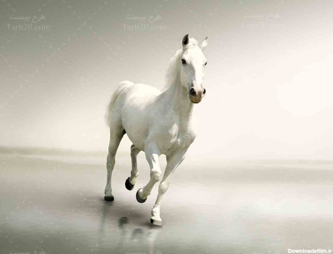 عکس زیبا ترین اسب جهان