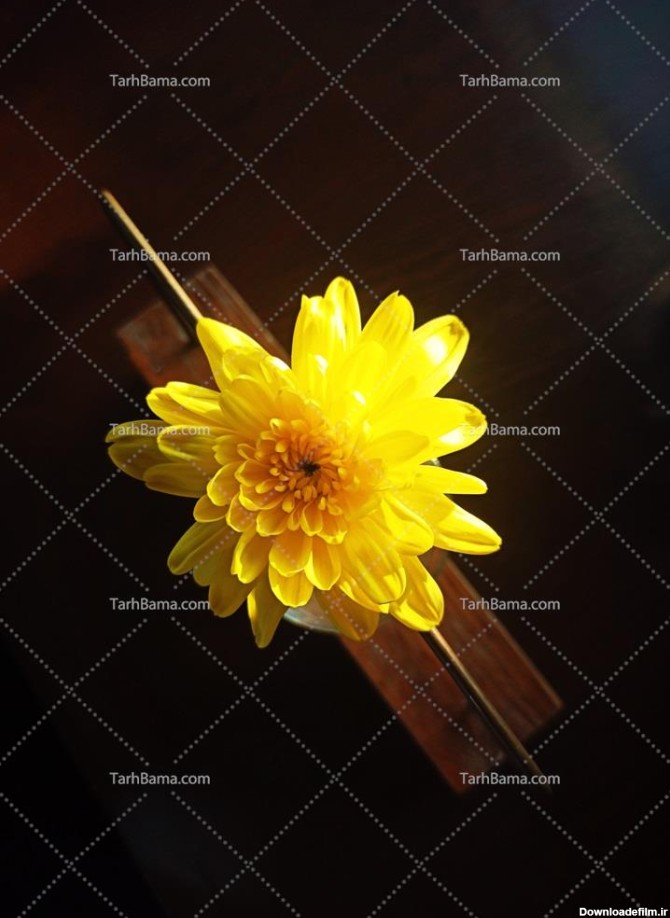 تصویر با کیفیت گل طبیعی زرد رنگ