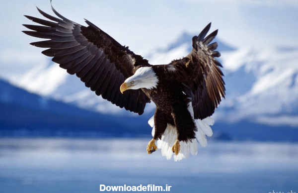 عکس زیبا و جالب از لحظه فرود عقاب شکاری با بالهای باز