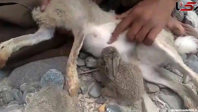 فیلمی تلخ از شیر خودن بچه خرگوش از مادری با سر بریده