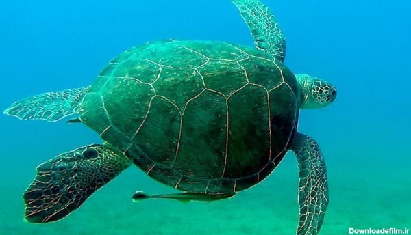 جوجه‌ لاک‌پشت‌های سبز دریایی؛ برندگان کرونا در هند