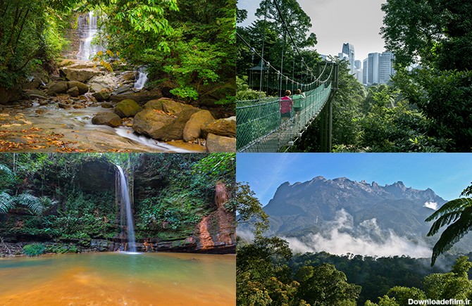 جنگل های مالزی،پارک ملی مالزی،طبیعت مالزی،پوشش گیاهی مالزی