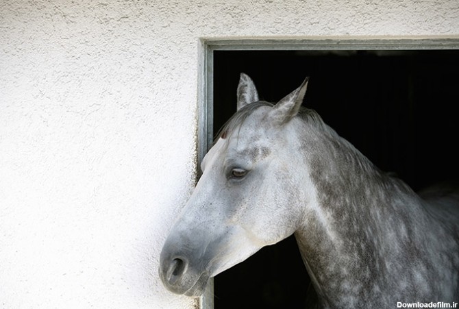 عکس اسب زیبا - مسترگراف