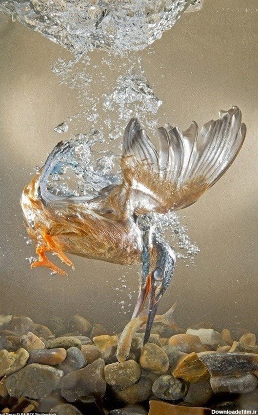 تصاویر صحنه های شکار یک مرغ ماهیخوار - خبرآنلاین