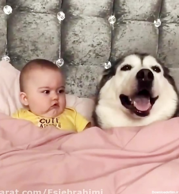 عکس نوزاد و سگ
