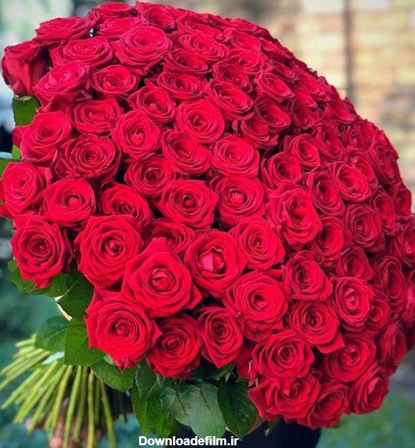 عکس زیبا ترین گل رز دنیا