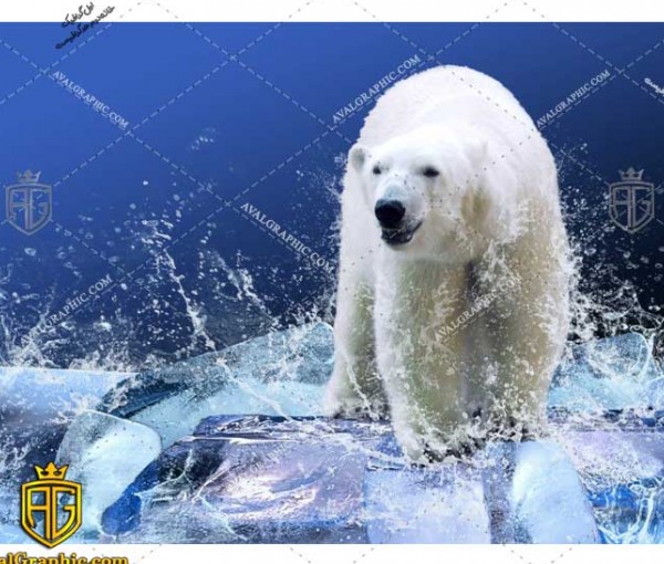 عکس با کیفیت یخ شناور مناسب برای طراحی و چاپ - عکس خرس قطبی- تصویر خرس قطبی- شاتر استوک خرس قطبی- شاتراستوک خرس قطبی