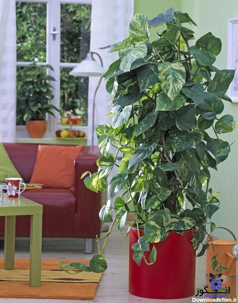 گیاه گلدانی پتوس ارتشی | Devil's ivy - انگور