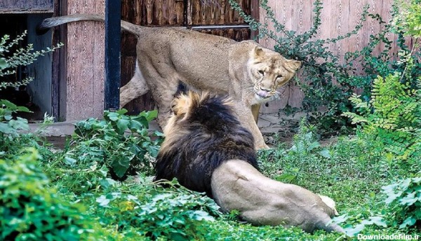 آخرین وضعیت «هیرمان» و «ایلدا» در باغ وحش ارم/ چرا دو شیر