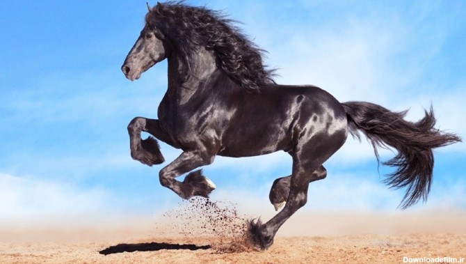 عکس زیبا ترین اسب جهان