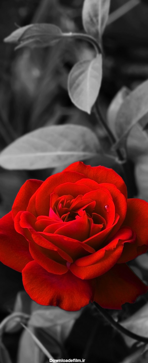 عکس گلهای زیبا برای صفحه گوشی