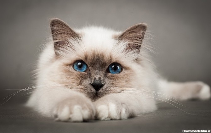 عکس گربه سفید رنگ با چشم های آبی برای پروفایل