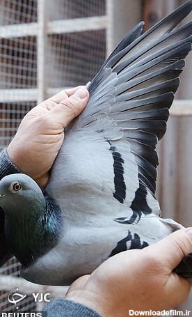 کبوتر بلژیکی، گران ترین کبوتر جهان لقب گرفت (+عکس)